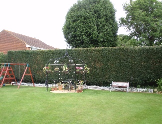 Townscape Tree surgery works